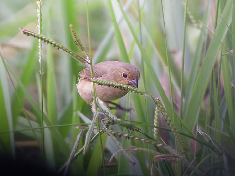 Yellow-bellied Seedeater in Peru  Geotagged,Peru,Sporophila nigricollis,Spring,Yellow-bellied seedeater