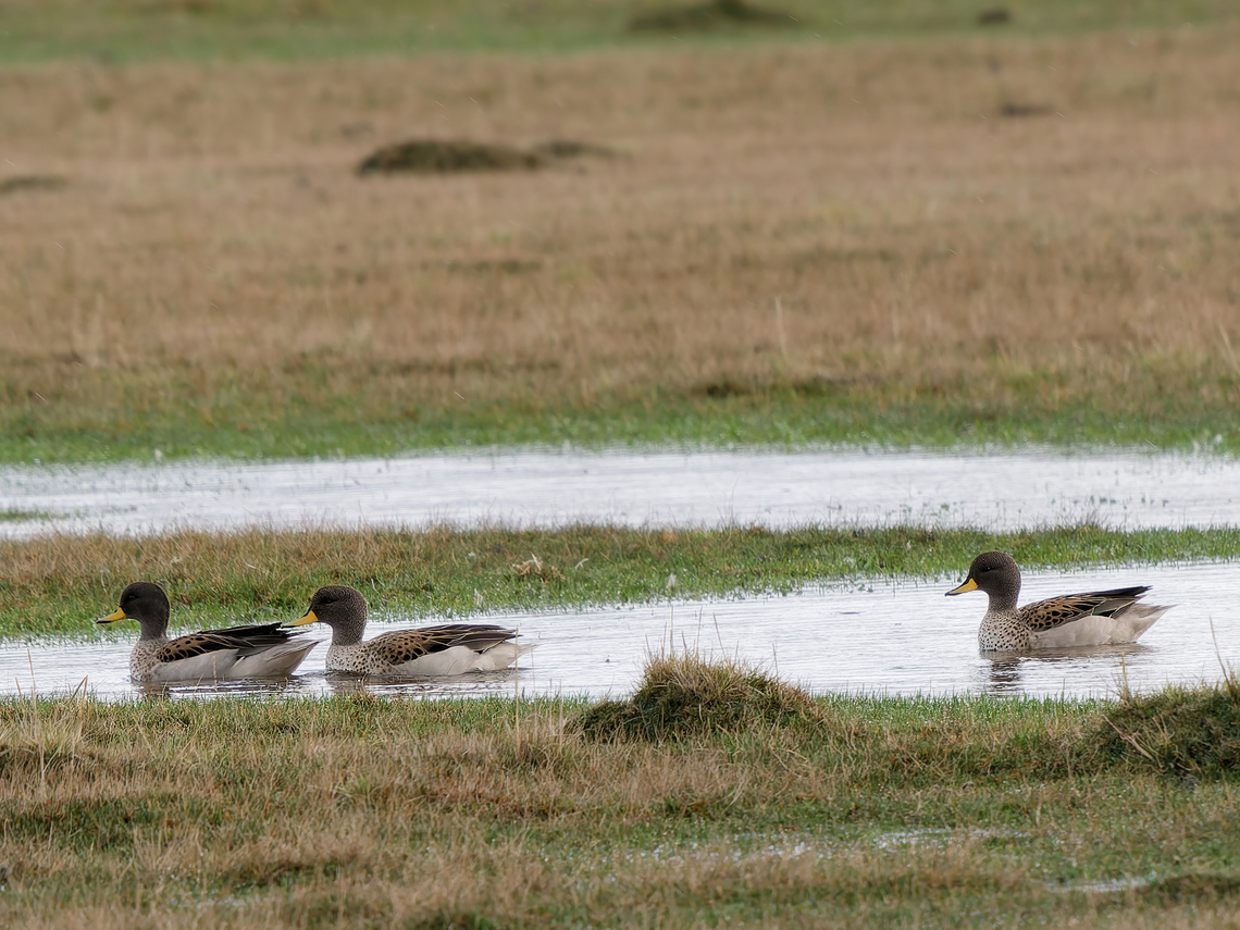 Yellow-billed Teal in Peru  Anas flavirostris,Geotagged,Peru,Spring,Yellow-billed teal