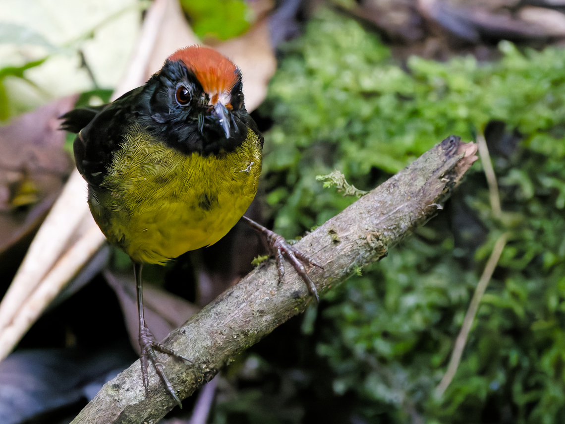 Yellow-breasted Brushfinch in Peru  Atlapetes latinuchus,Yellow-breasted Brushfinch