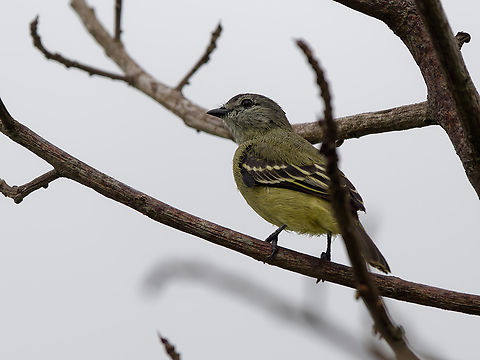 Yellow-crowned Tyrannulet in Peru  Geotagged,Peru,Spring,Tyrannulus elatus,Yellow-crowned tyrannulet