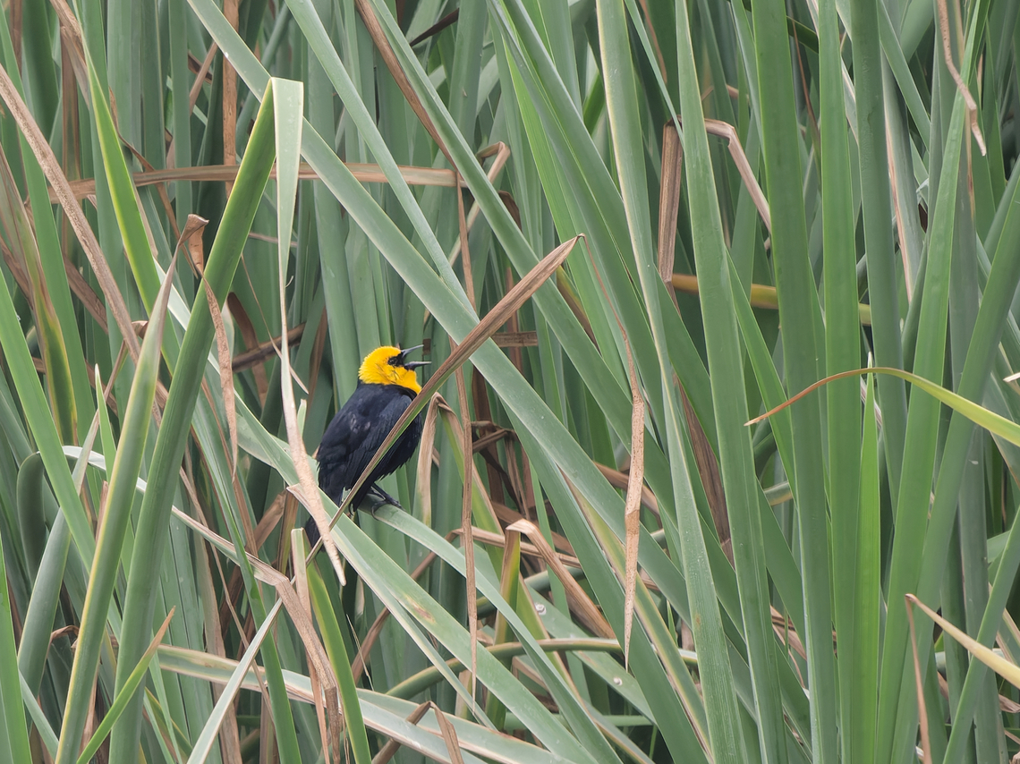 Yellow-hooded Blackbird  Chrysomus icterocephalus,Geotagged,Peru,Spring,Yellow-hooded blackbird