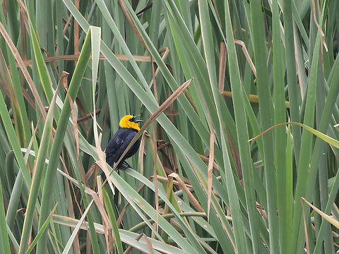 Yellow-hooded Blackbird  Chrysomus icterocephalus,Geotagged,Peru,Spring,Yellow-hooded blackbird