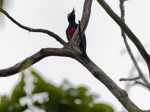 Yellow-tufted Woodpecker in Peru  Geotagged,Melanerpes cruentatus,Peru,Spring,Yellow-tufted woodpecker
