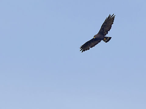 Zone-tailed Hawk in Peru  Buteo albonotatus,Geotagged,Peru,Spring,Zone Tailed Hawk