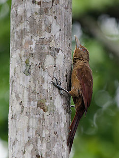 Cinnamon-throated Woodcreeper in Peru  Cinnamon-throated woodcreeper,Dendrexetastes rufigula,Geotagged,Peru,Spring