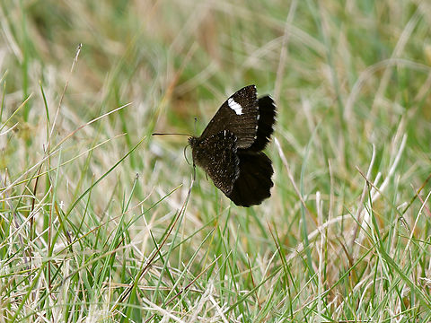 White-bar Mountain Satyr