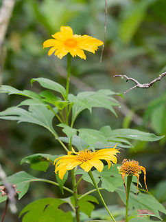 Tithonia diversifolia Flora  Geotagged,Peru,Spring,Tithonia diversifolia