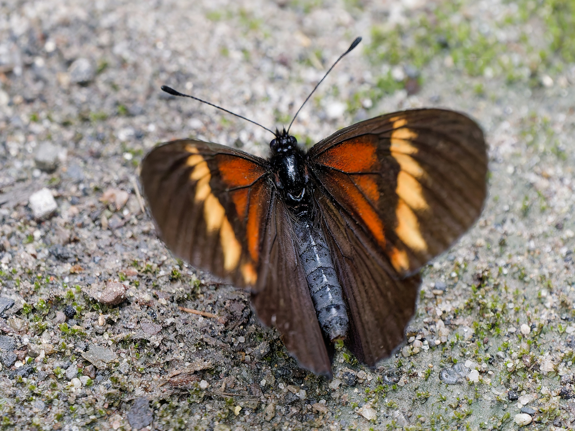 Actinote dicaeus butterfly  Actinote dicaeus,Geotagged,Peru,Red-banded Altinote,Spring