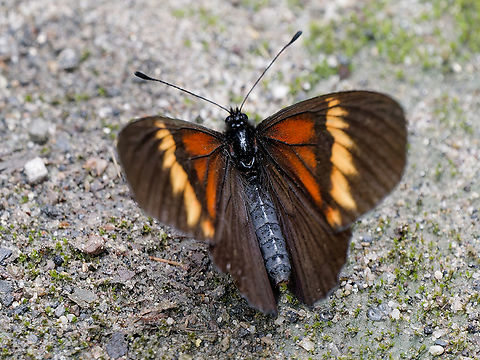 Actinote dicaeus butterfly  Actinote dicaeus,Geotagged,Peru,Red-banded Altinote,Spring