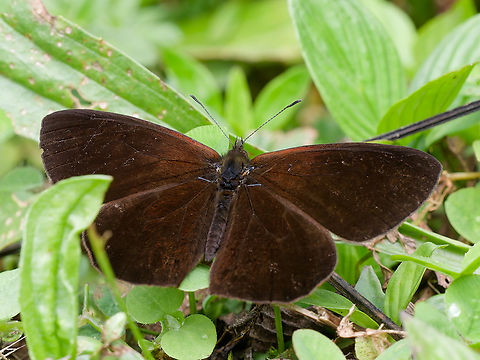 Lymanopoda obsoleta in Peru  Geotagged,Lymanopoda obsoleta,Peru,Spring