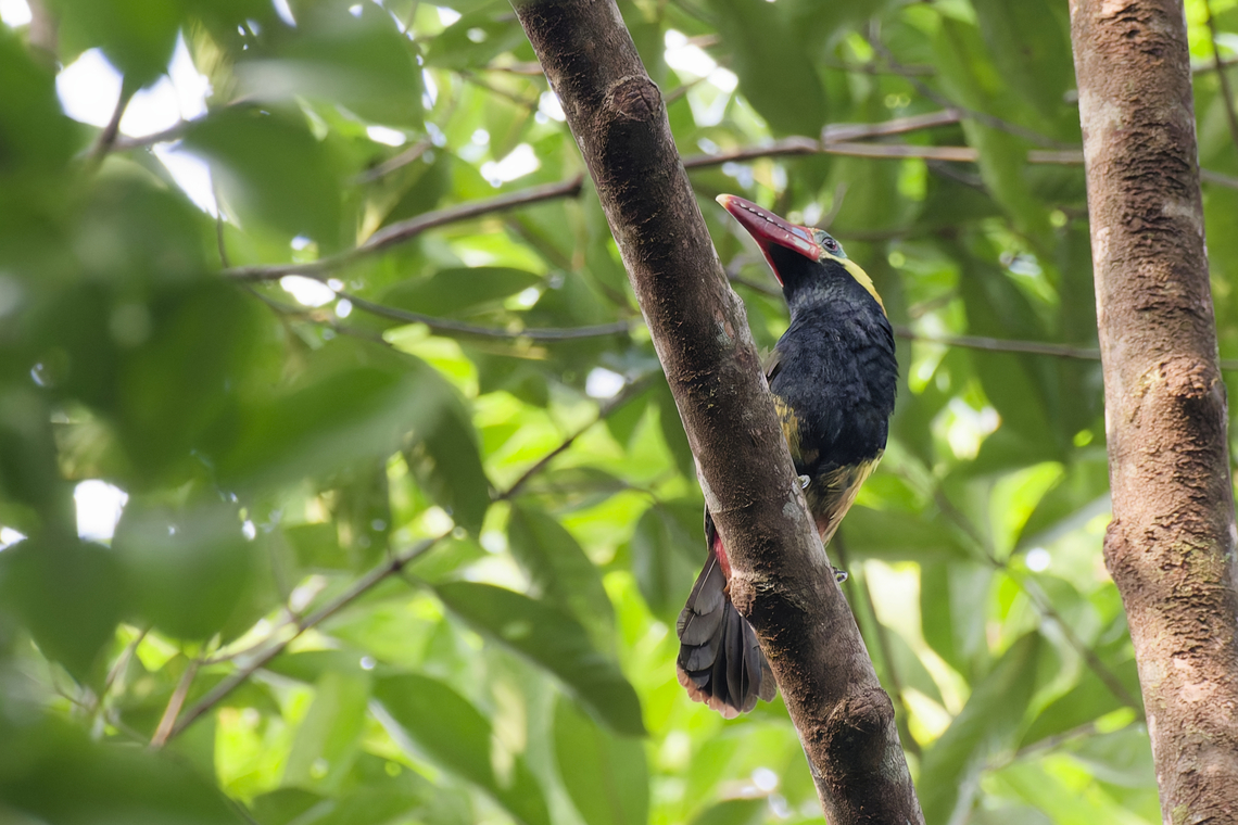 Tawny-tufted Toucanet in Colombia  Colombia,Geotagged,Selenidera nattereri,Tawny-tufted toucanet,Winter