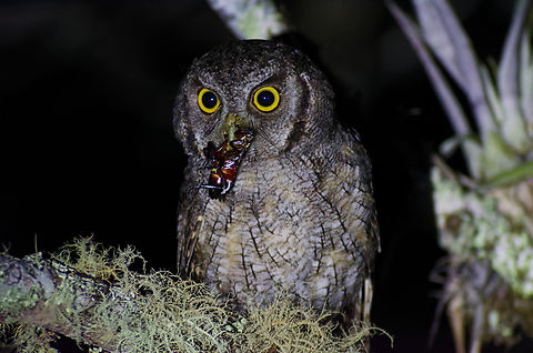 Tropical Screech-Owl with prey in Panama  Geotagged,Megascops choliba,Panama,Tropical screech owl,Winter