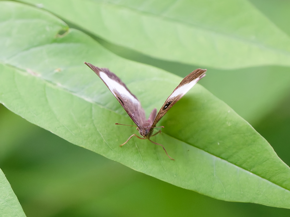 Mesosemia sirenia Butterfly  Geotagged,Mesosemia sirenia,Peru,Spring