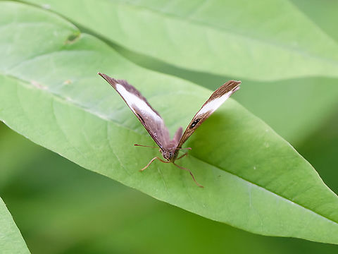 Mesosemia sirenia Butterfly  Geotagged,Mesosemia sirenia,Peru,Spring