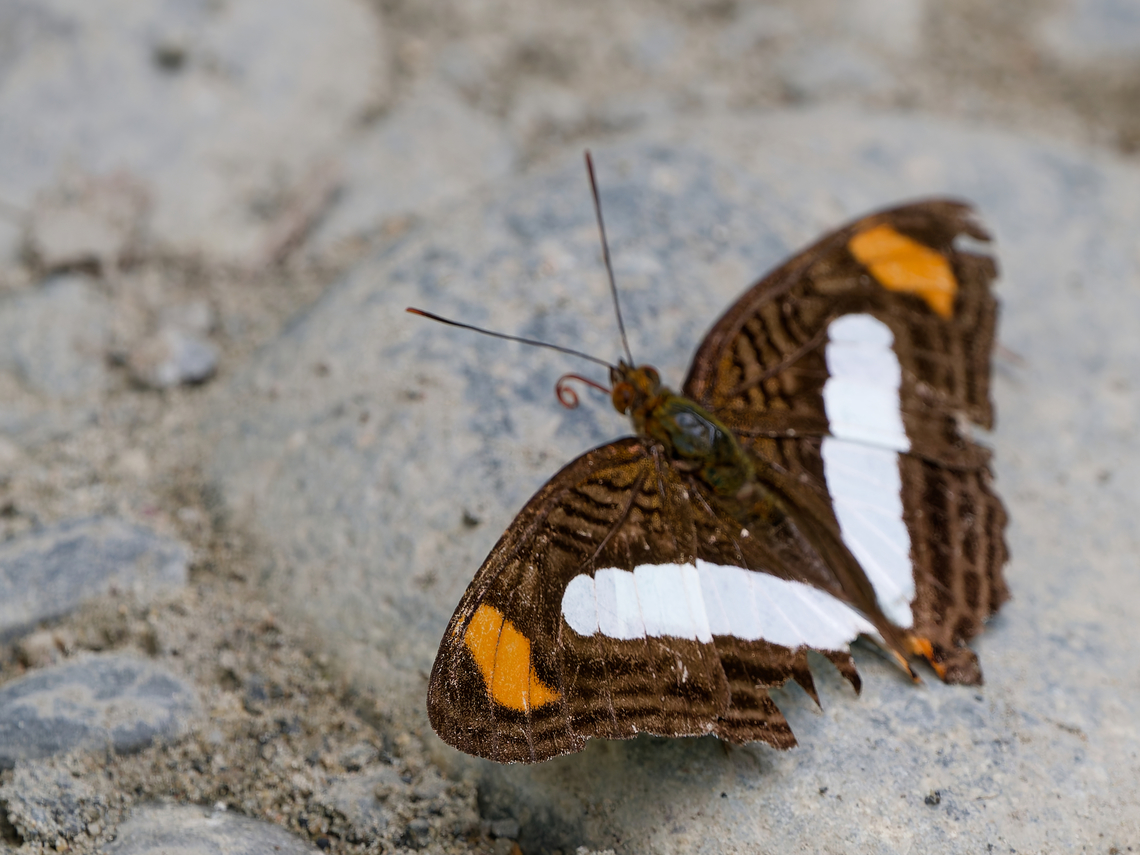 Adelpha iphiclus in Peru  Adelpha iphiclus,Geotagged,Peru,Pointed Sister,Spring