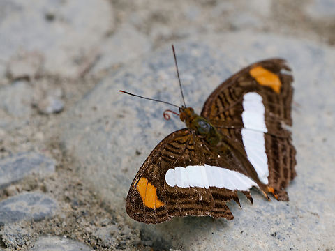 Adelpha iphiclus in Peru  Adelpha iphiclus,Geotagged,Peru,Pointed Sister,Spring