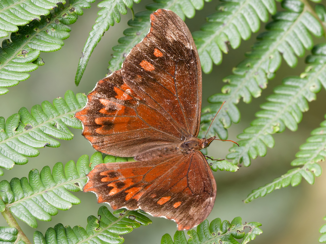 Mygona prochyta in Peru  Geotagged,Mygona prochyta,Peru,Spring