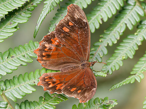 Mygona prochyta in Peru  Geotagged,Mygona prochyta,Peru,Spring