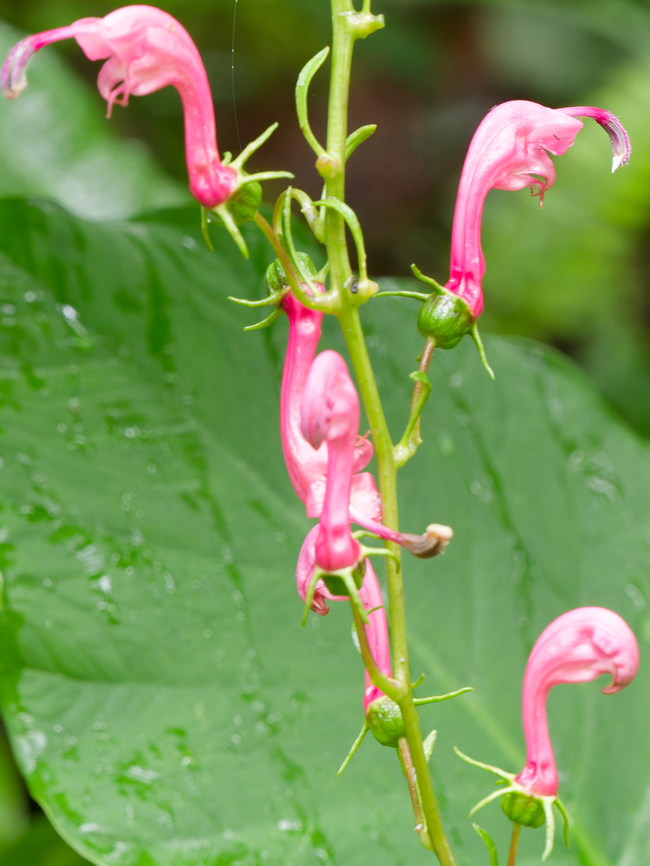 Centropogon cornutus in Peru  Centropogon cornutus,Geotagged,Peru,Spring