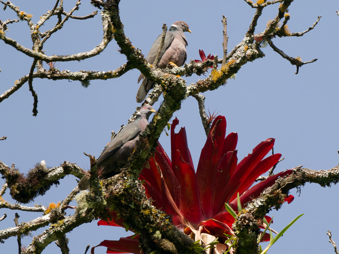 Band-tailed Pigeon in Peru  Band-tailed pigeon,Geotagged,Patagioenas fasciata,Peru,Spring