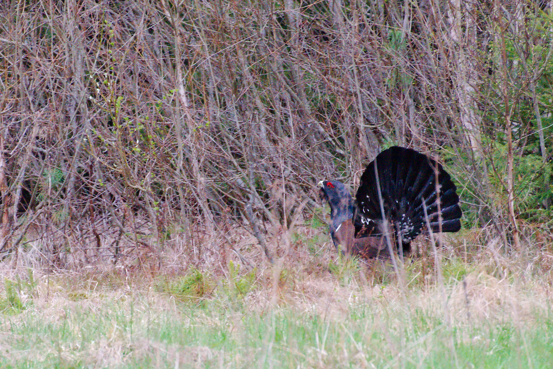 Western capercaillie in Estonia  Tetrao urogallus,Western Capercaillie