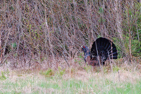 Western capercaillie in Estonia Tetrao urogallus,Western Capercaillie