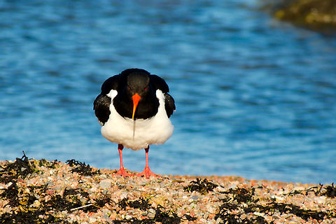 Eurasian Oystercatcher in Estonia  Eurasian oyster catcher,Haematopus ostralegus
