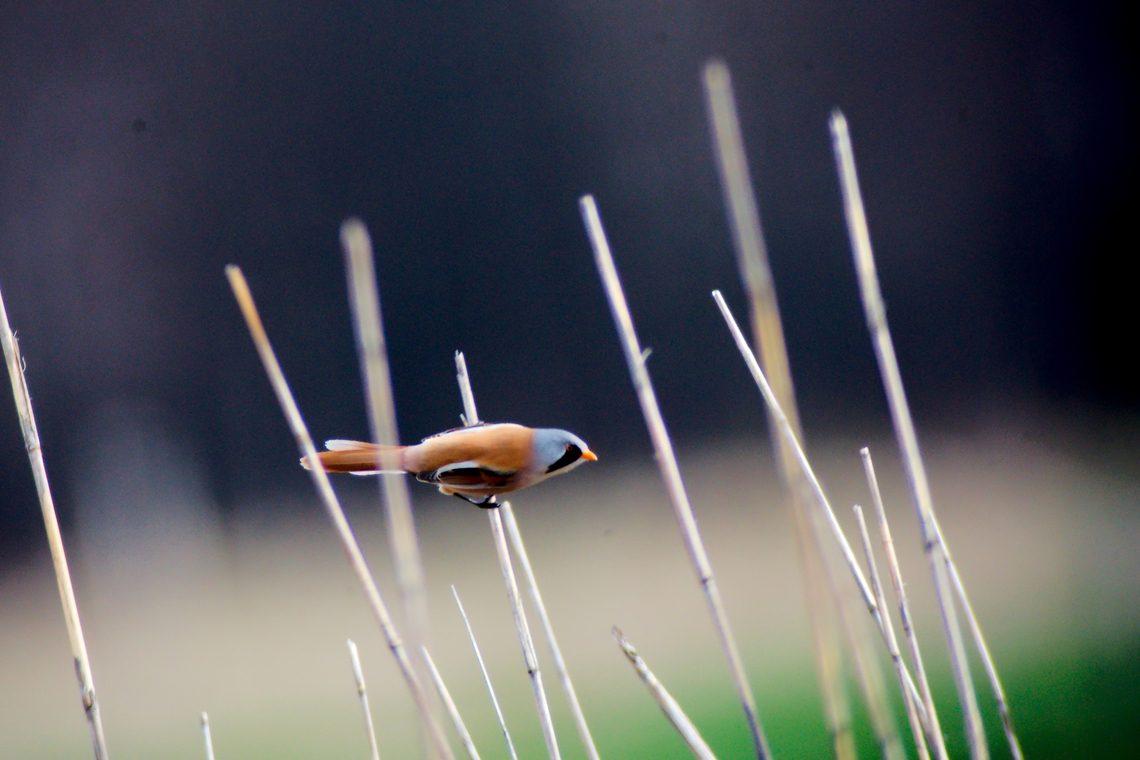 Bearded reedling in Estonia  Bearded reedling,Panurus biarmicus