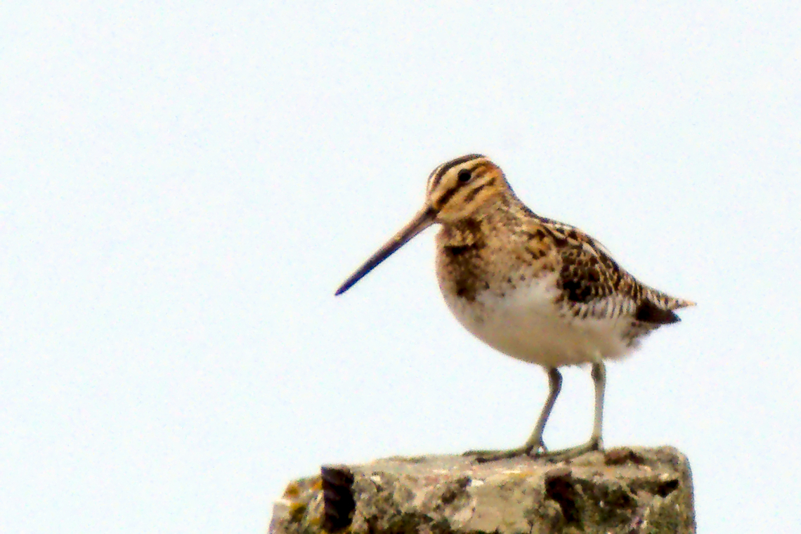 Common snipe in Estonia  Common snipe,Gallinago gallinago