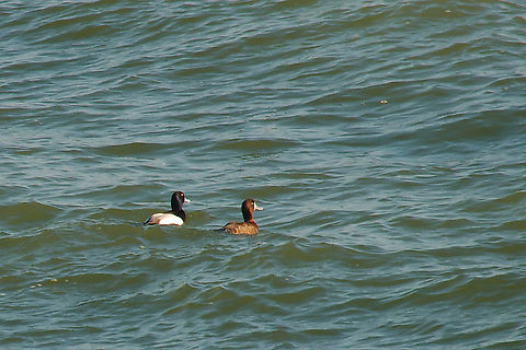Greater scaup couple in Estonia  Aythya marila,Estonia,Geotagged,Greater scaup,Spring