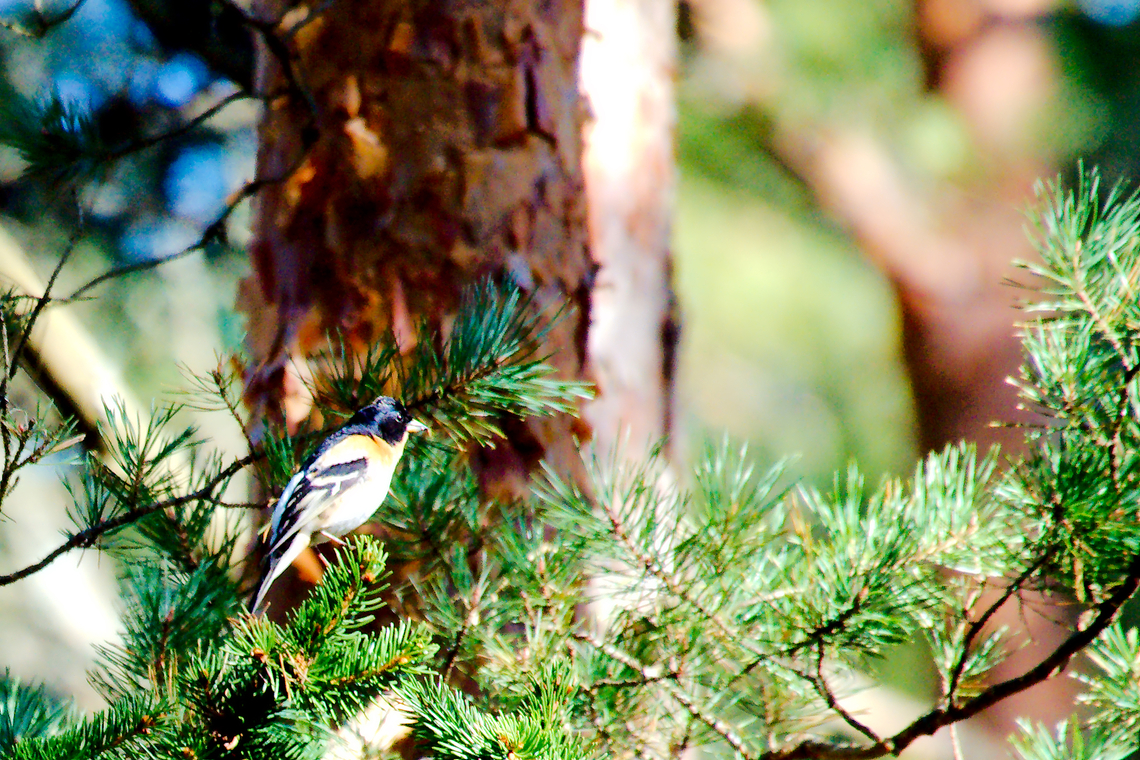 Brambling in Estonia  Brambling,Estonia,Fringilla montifringilla,Geotagged,Spring