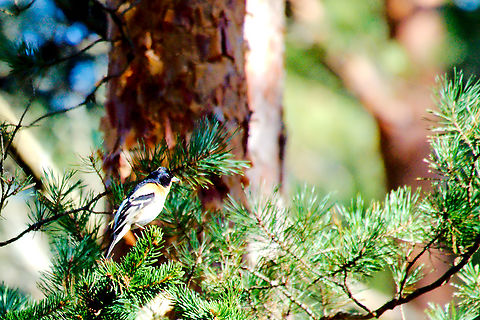 Brambling in Estonia  Brambling,Estonia,Fringilla montifringilla,Geotagged,Spring
