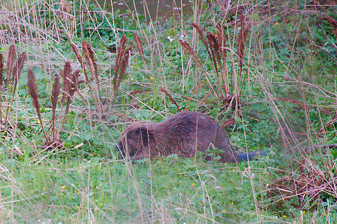 Beaver in Estonia  Castor fiber,Eurasian Beaver