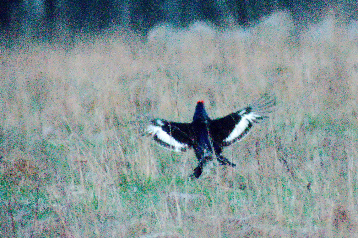 Black grouse in Estonia  Black grouse,Estonia,Geotagged,Lyrurus tetrix,Spring