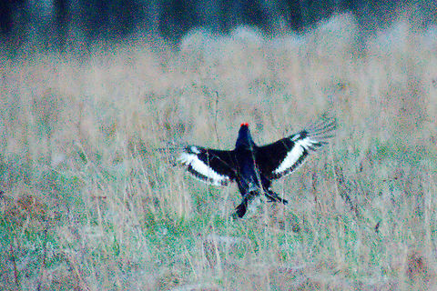 Black grouse