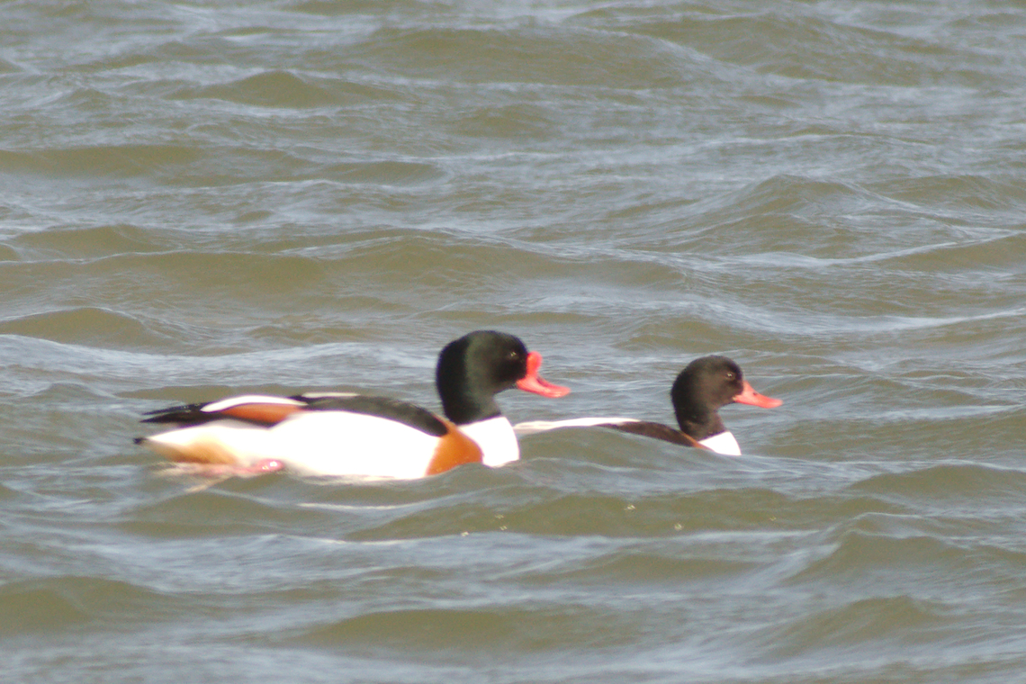 Common shelduck in Estonia  Common Shelduck,Tadorna tadorna
