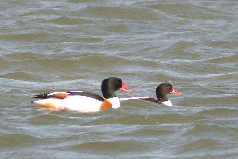 Common shelduck in Estonia  Common Shelduck,Tadorna tadorna