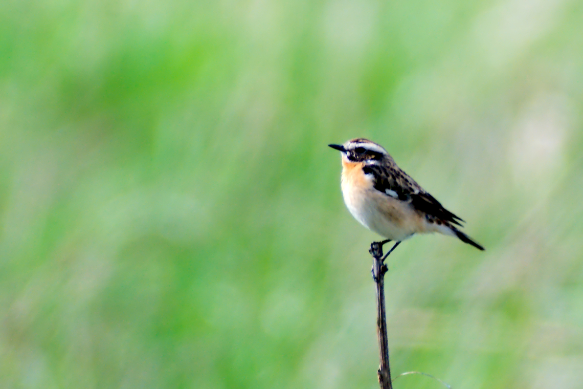 Whinchat in Estonia  Saxicola rubetra,Whinchat