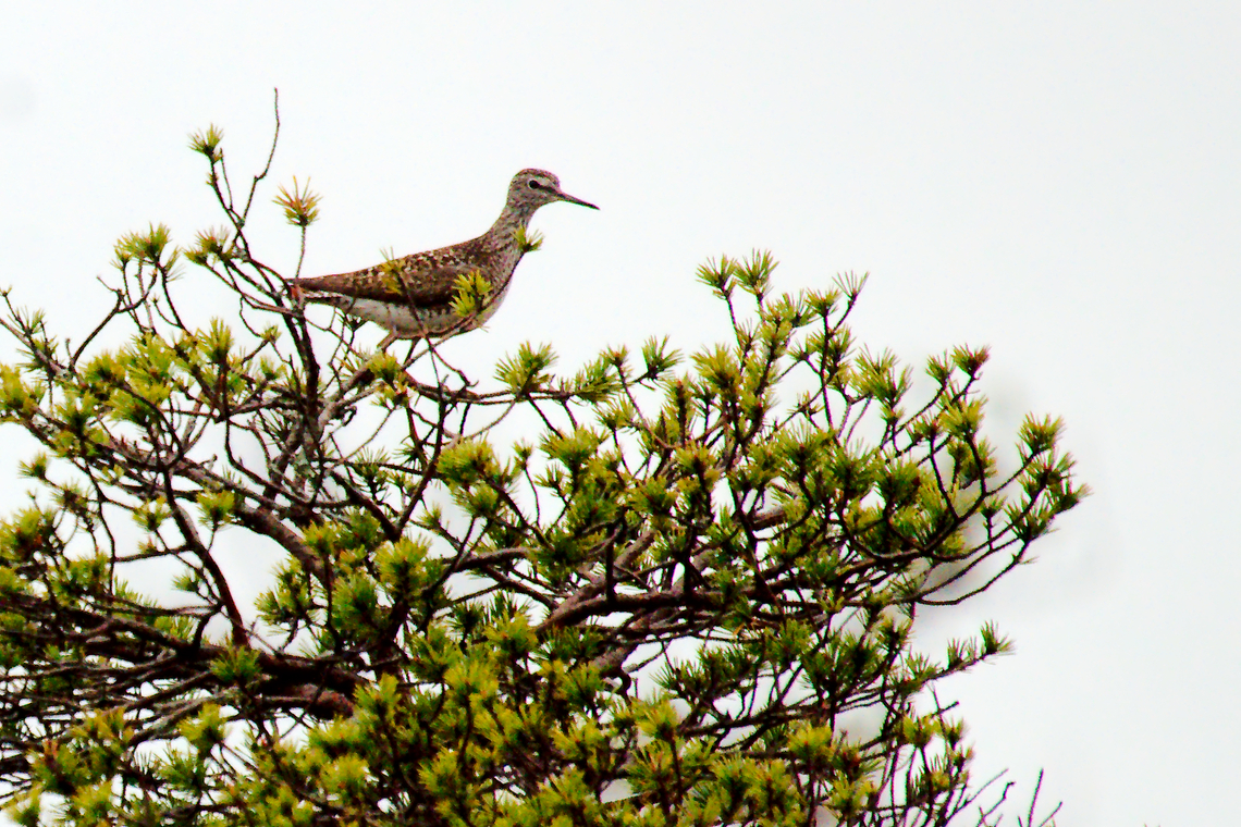 Wood sandpiper in Estonia on a tree Estonia,Geotagged,Spring,Tringa glareola,Wood Sandpiper
