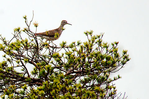 Wood sandpiper in Estonia on a tree Estonia,Geotagged,Spring,Tringa glareola,Wood Sandpiper
