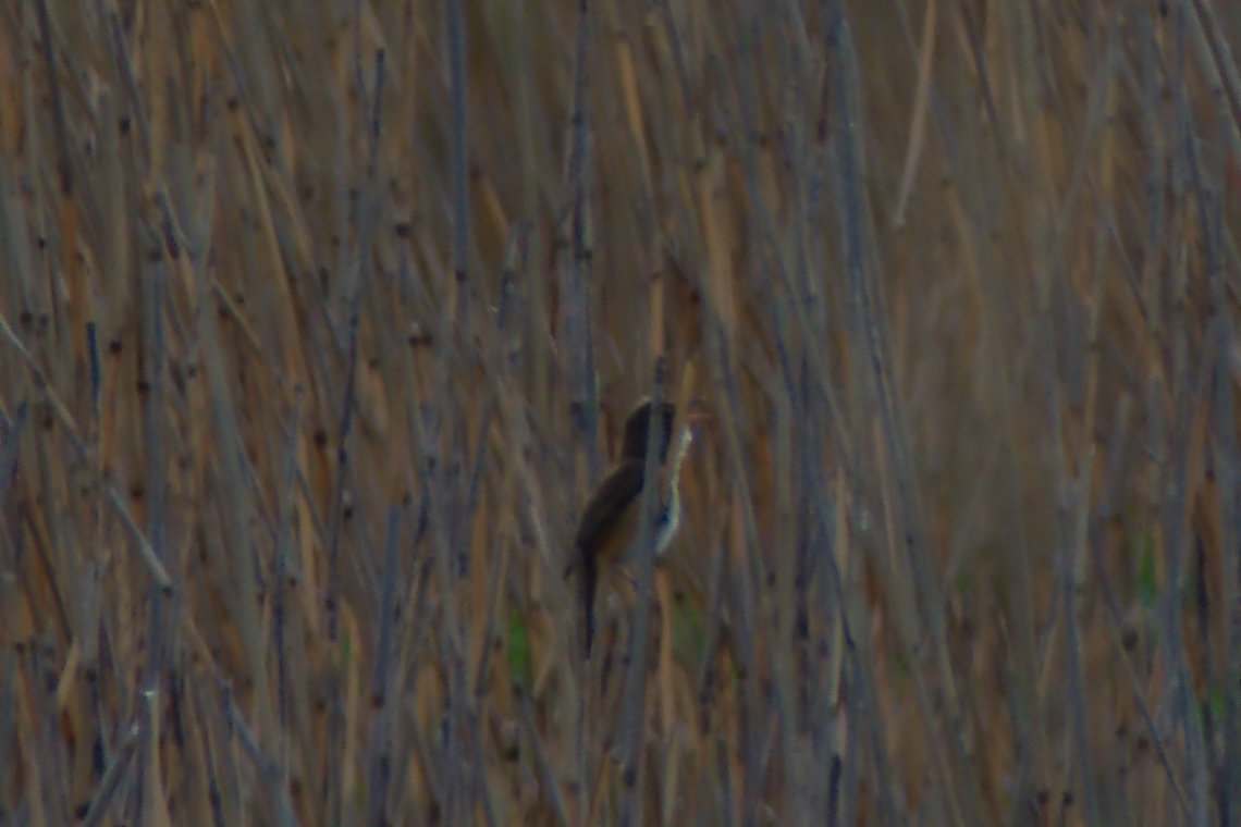 Great reed warbler in Estonia  Acrocephalus arundinaceus,Estonia,Geotagged,Great reed warbler,Spring