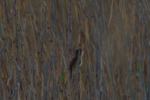 Great reed warbler in Estonia  Acrocephalus arundinaceus,Estonia,Geotagged,Great reed warbler,Spring