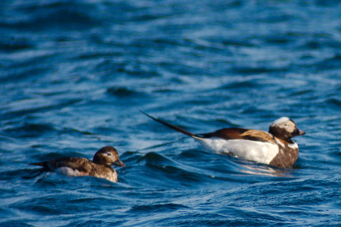 Long-tailed duck in Estonia  Clangula hyemalis,Long-tailed duck