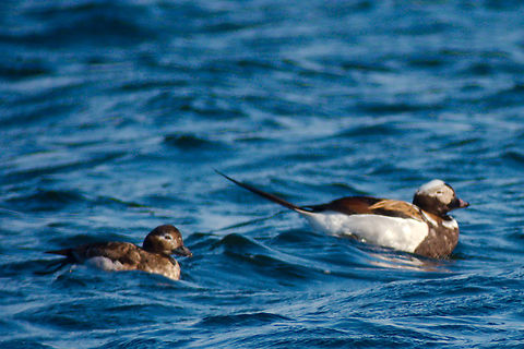 Long-tailed duck in Estonia  Clangula hyemalis,Long-tailed duck