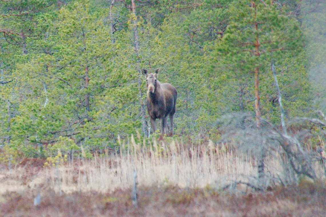 Moose Elk in Estonia  Alces alces,Moose