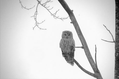 Ural Owl in Estonia  Estonia,Geotagged,Spring,Strix uralensis,Ural Owl