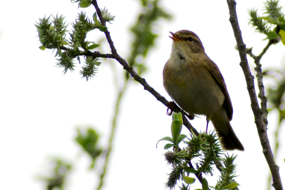 Willow warbler in Estonia  Phylloscopus trochilus,Willow warbler