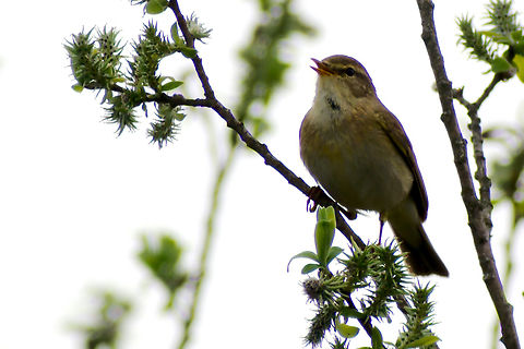 Willow warbler in Estonia  Phylloscopus trochilus,Willow warbler