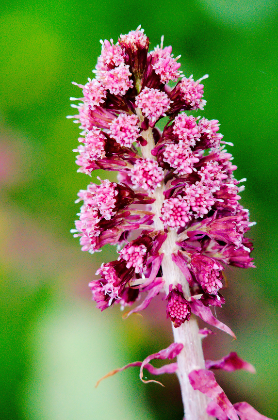 Petasites hybridus in Estonia  Butterbur,Petasites hybridus