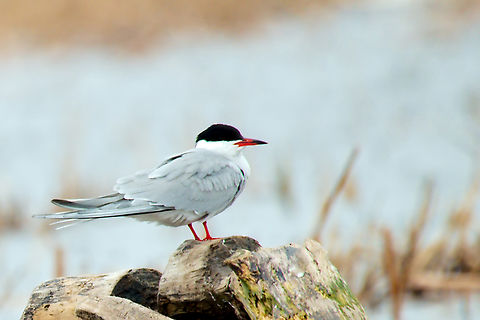 Common tern in Estonia  Common tern,Sterna hirundo